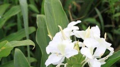 姜花的神奇功效（探寻姜花的营养与保健之道）