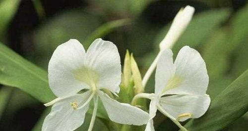 如何种植姜花？（种植技巧和注意事项）