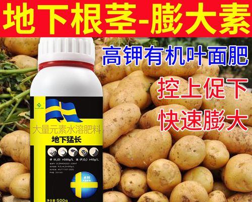 大姜肥料的选择与使用（提高产量与品质的关键）