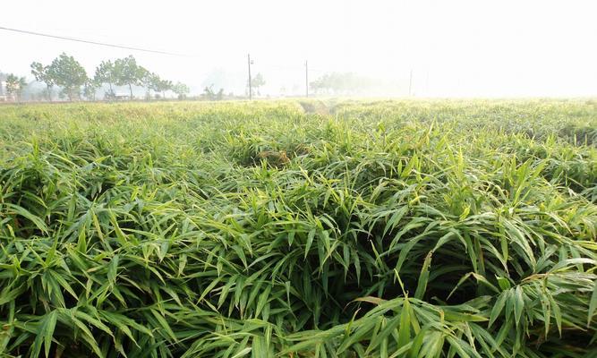 姜的种植与养护全攻略（掌握姜种植时间，享受收成喜悦）