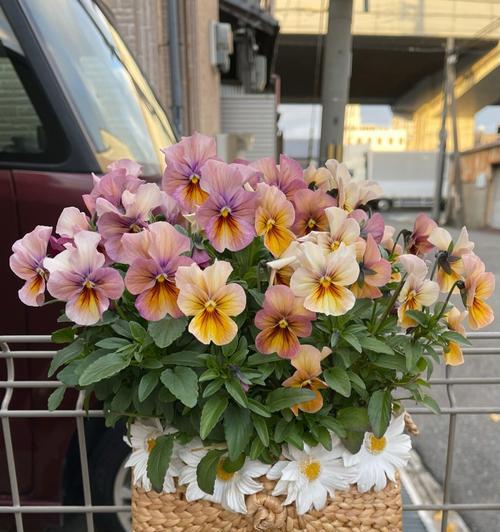 角堇花期短，一年仅开花一次（角堇花语、花期特征、栽培技巧和赏花注意事项）