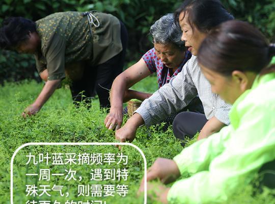 绞股蓝的生长环境与特征（探究绞股蓝植物的喜好环境及生态适应）
