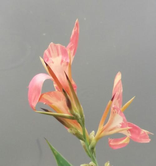 节节高花怎么养才能更旺盛（手把手教你节节高花的养殖技巧，让你的花园更加美丽）