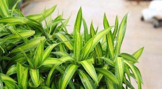 节节高升竹子的家庭养殖方法（让你的竹子长势旺盛，枝繁叶茂）