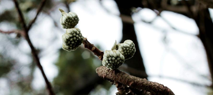 结香花的生长及开花特点（结香花开花时间、环境适应性及栽培技巧）