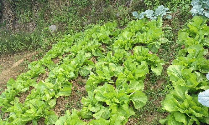 芥菜种植指南（春季和秋季如何种植芥菜）