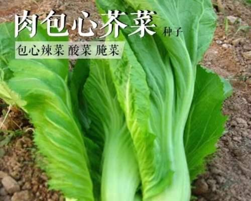 东北芥菜的播种时间与技巧（了解东北芥菜的生长习性，掌握播种技巧，高效收获美味佳肴）