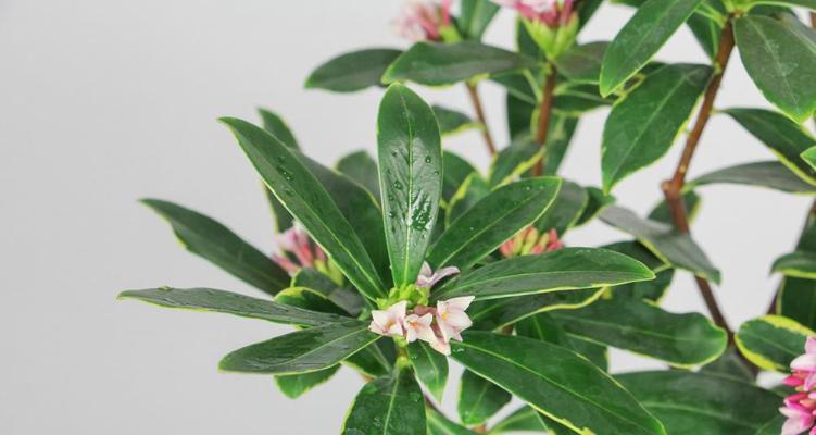 金边瑞香开完花怎么办？（教你如何正确处理金边瑞香的开花后工作）