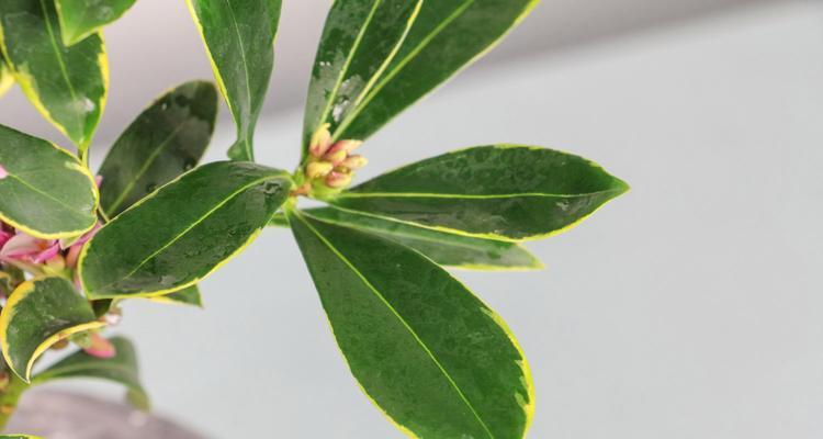 金边瑞香快速生根方法（简单易学的技巧和注意事项）