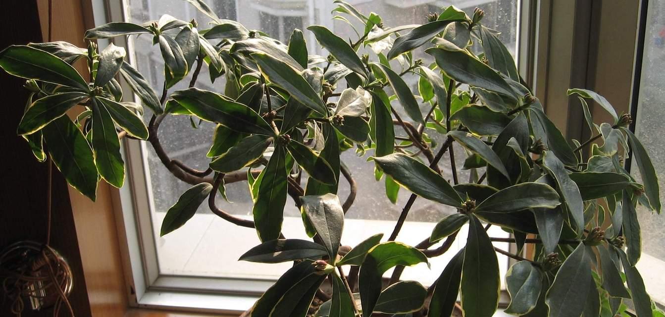 金边瑞香是什么植物？（金边瑞香的来源和特点，了解一下！）