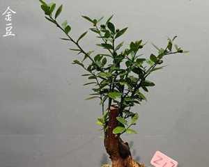 金豆开花结果的时间（金豆开花结果的季节、条件及其生长过程）