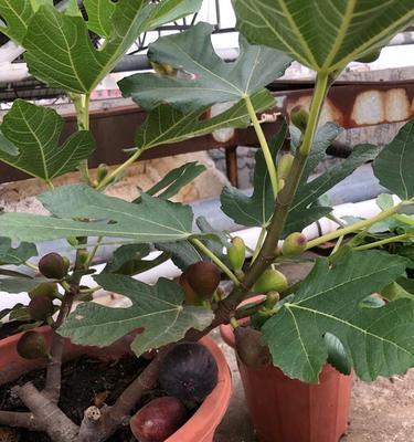 盆栽无花果的养殖方法与注意事项（做好无花果盆栽，享受甜蜜果香）