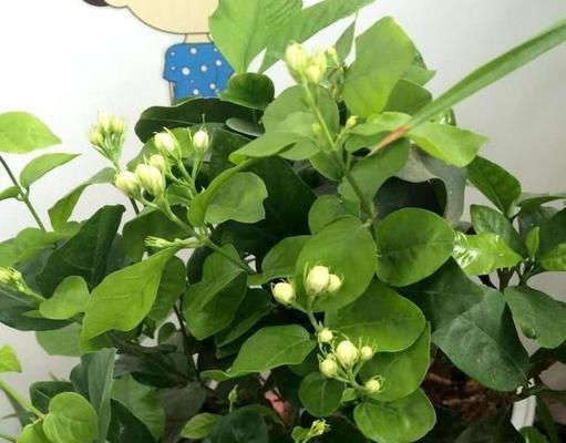 盆栽茉莉的浇水方法（如何给盆栽茉莉浇水？掌握这些技巧！）