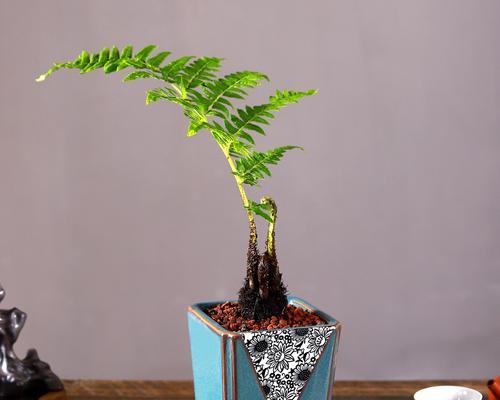 盆栽蕨类植物——一种精致的室内装饰（以“绿”点缀室内生活，打造自然之美）