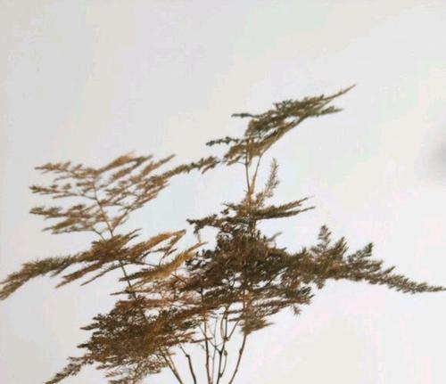 蓬莱松浇水要浇透吗？（探究蓬莱松的浇水要求及注意事项）