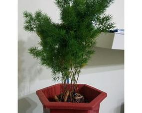 如何选购适合蓬莱松的花盆？（从材质、大小、颜色等方面考虑，打造独特的蓬莱松盆景。）