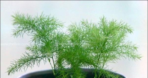 蓬莱松繁殖方法与注意事项（如何繁殖蓬莱松？关注这些注意点）