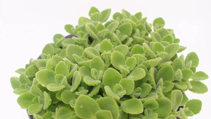 碰碰香开花全攻略（掌握这些关键，养几年也能开花）