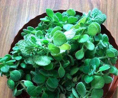 碰碰香，裸子植物中的珍品（探究碰碰香的生长特征及分类地位）