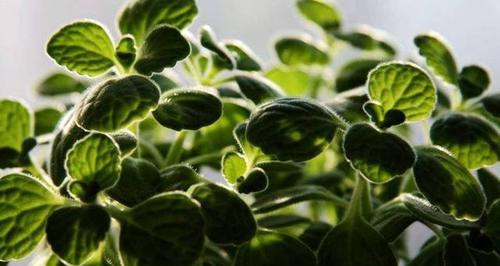 碰碰香的种植技巧（栽种时间和方法详解）