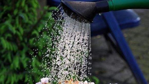 啤酒兑水的真相（探究啤酒兑水是否能够浇一帆风顺）
