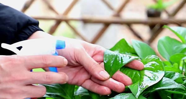 如何利用啤酒提升花园的美丽？（如何利用啤酒提升花园的美丽？）