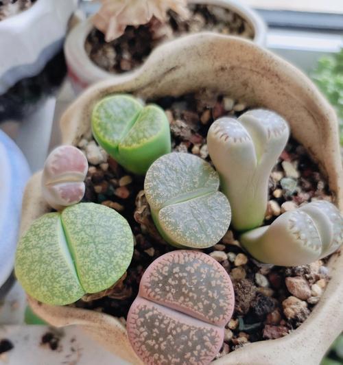 屁股花徒长了怎么办？（应对屁股花长高的方法与注意事项）