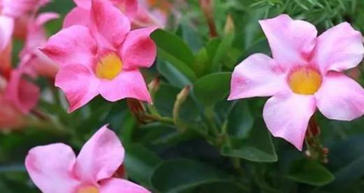 冬天飘香节日鲜花（盆栽飘香藤冬季养护技巧）