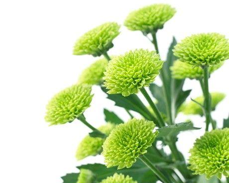 乒乓菊的生长特点探究（一年生还是多年生？-植物生长周期研究）
