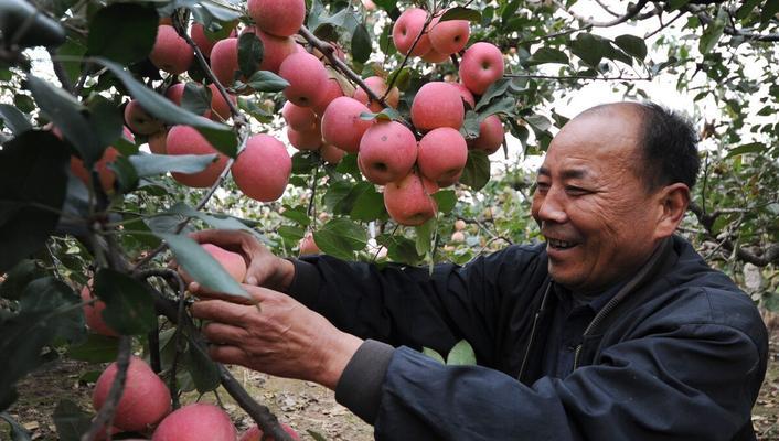 苹果采摘上市时间及成熟季节一览（几月份苹果成熟，什么时间采摘？苹果上市时间你知道吗？）