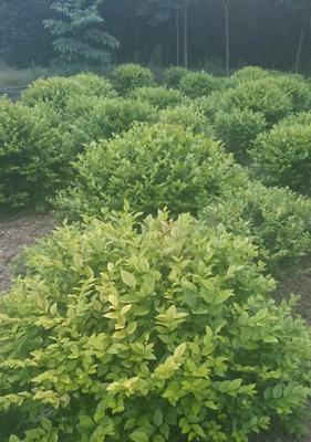 苹果是什么植物？（探究苹果的植物类型及特点）