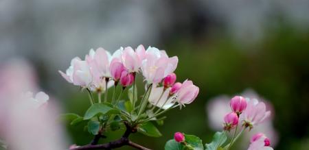 苹果花开的季节（探寻苹果花的美丽）