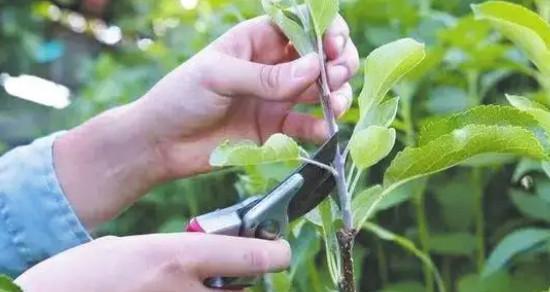 苹果树的正确剪枝时间（如何确定苹果树剪枝的时机）