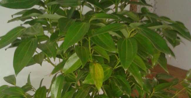 平安树开花的奥秘（花色、花形、开花季节、条件等解析）