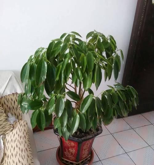如何正确浇水平安树（掌握正确浇水时间和方法，让平安树更健康茁壮）