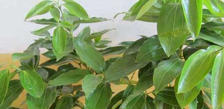 平安树开花时间及养护技巧（了解平安树开花的时间和方法，助力平安树的健康成长）