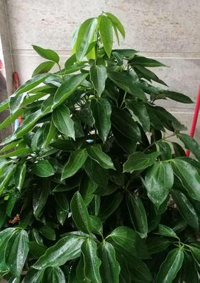 平安树茶水浇灌的秘密（探寻茶水浇灌对平安树生长的影响）