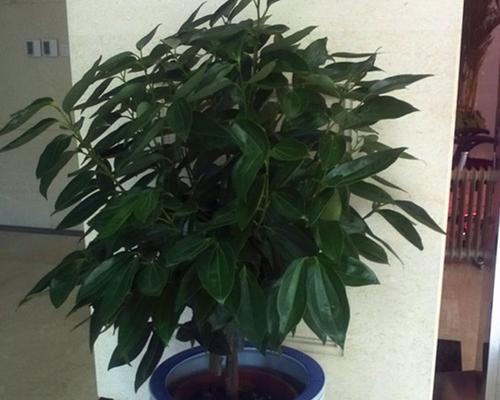 平安树的耐寒能力与适应温度（低至零下十度的冬季寒冷，对平安树造成的影响有多大？）
