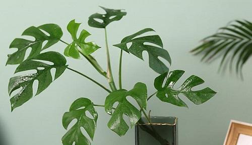平安树的喜阳喜阴疑惑解析（探究平安树的喜阳喜阴特性，了解如何更好地养护）