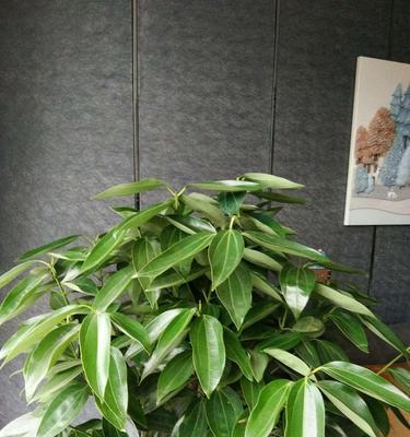 平安树叶子下垂的原因及解决方法（如何使平安树重新挺拔起来？）