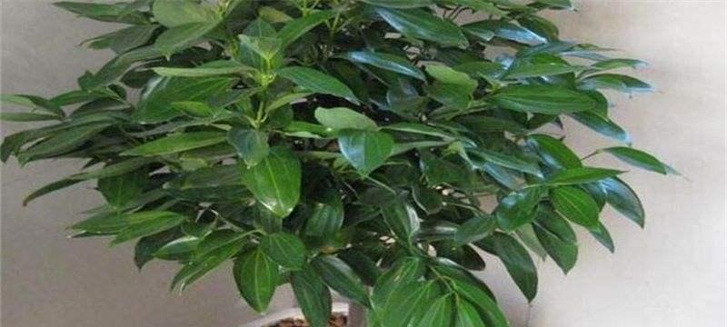 如何选择最适合平安树的肥料（打造健康的平安树，从肥料开始）