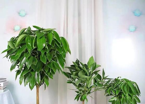 平安树过冬攻略（如何保护平安树不被冬季寒冷侵害）