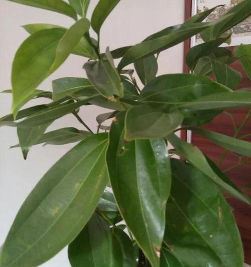 如何更换平安树的土壤和盆？（平安树换盆步骤详解，让你的植物更健康）