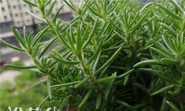 平安树摘心打顶的时间与方法（摘心打顶，让平安树更美丽健康）