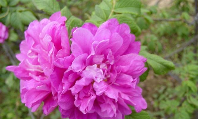 探究平阴玫瑰的开花规律（一年开几次花？如何延长花期？）