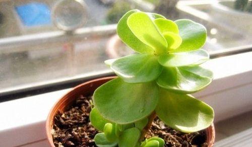 瓶子草的种植与土壤配方（打造最适合瓶子草的土壤，让它生长得更茂盛）