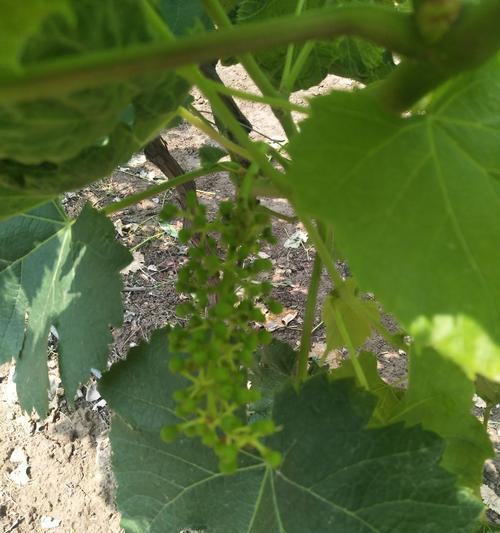 巨峰葡萄开花结果时间（几月开花？什么时候开花结果？）