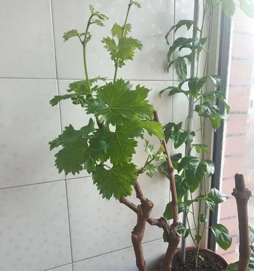 葡萄树剪枝的最佳时机（剪枝前后需要注意的事项）