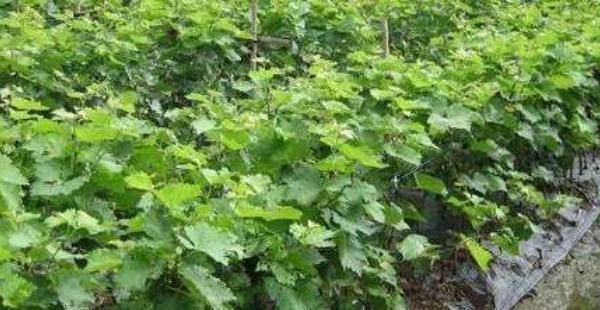 如何确定葡萄种植间距（掌握最佳种植间距，提高葡萄产量）