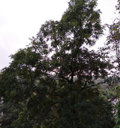 菩提树一年生长多高？（探究菩提树生长规律及其重要性）